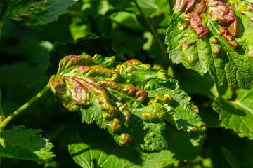 Leaf of red currant bush infected with pests - gallic aphid Capitophorus ribis, Aphidoidea. Aphids absorb the sap of the plant, the leaves deform, reddish-brown spots form on the leaves. Plant pests