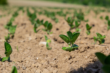 Spring soybean seedlings on a farm field