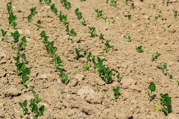 Spring soybean seedlings on a farm field