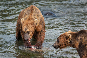 Brown bear eating salmon in Brooks river with another bear looking on. Katmai National Park. Alaska.