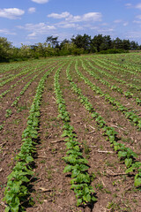 Fototapeta na wymiar Sunflower plants with buds. Concept agro culture. Rows of young sunflower plants in the field