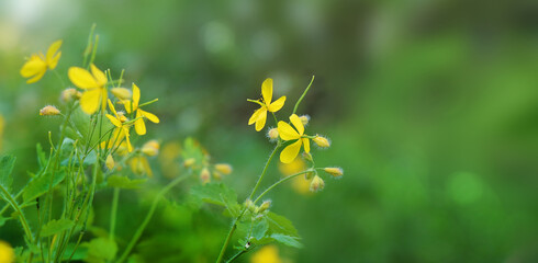 Yellow celandine flowers in spring on natural green background