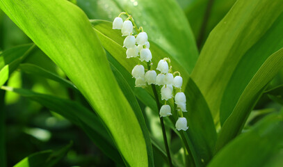 Lily of the valley flowers with green leaves in springtime