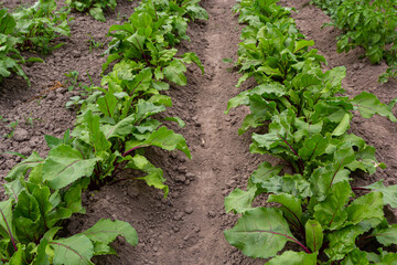 field of young green sugar beet