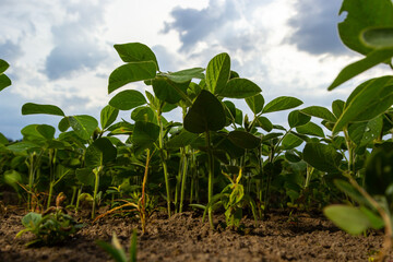 Spring soybean seedlings on a farm field