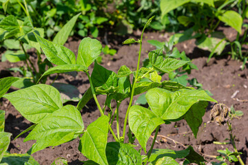 Closeup of young Green bean or Phaseolus vulgaris plants growing in dry soil