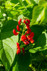 Beautiful flowers of Runner Bean Plant Phaseolus coccineus growing in the garden
