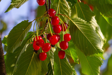 Branch of ripe red cherries on a tree in a garden