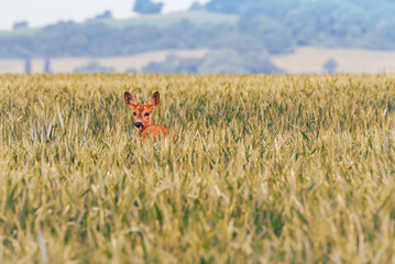 Wild deer in the field