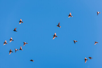 Birds in flight on blue sky