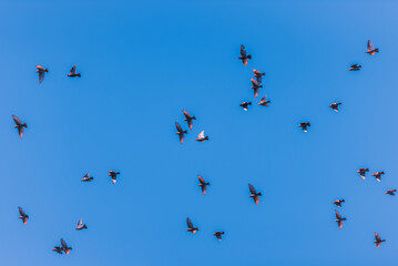 Birds in flight on blue sky	