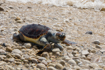 Una tartaruga marina caretta morta sulla spiaggia siciliana di Playa Grande a causa dell'inquinamento, Italia, Sicilia