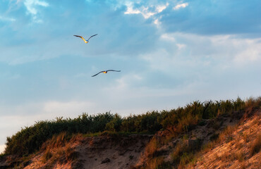 seagull in flight over the dunes