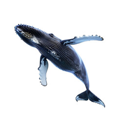 humpback whale in motion isolated transparent background