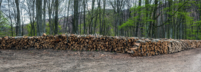 Large stack of newly cut down beech tree timber, stacked by a road in Romania. - 777045748