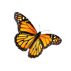monarch butterfly in motion isolated white background