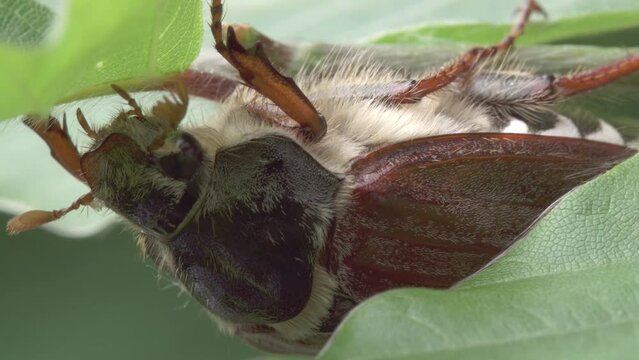 cockchafer at a leaf in spring