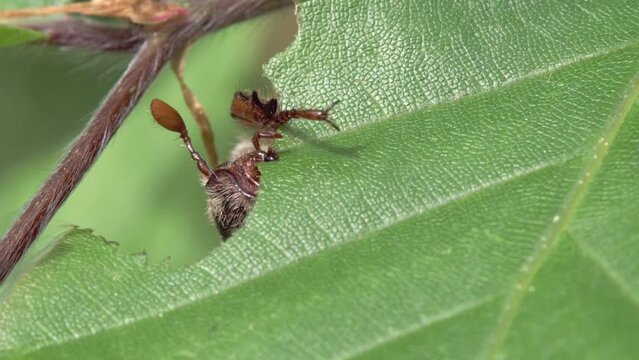 cockchafer eats at a leaf in spring