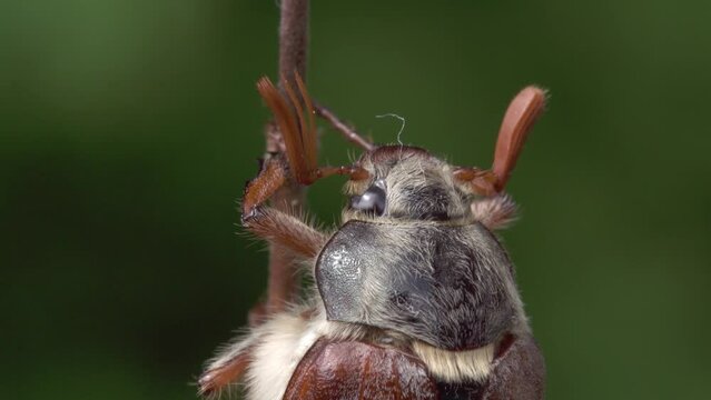 cockchafer at a thin stem 