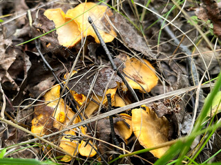 Mushroom picking in season. Edible forest mushrooms, grow in the grass. International Day of Forest. National Mushroom Day. Forest Workers Day. World Mushroom Picker Day