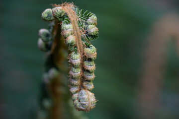 close up of Ferns