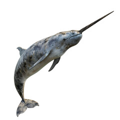 narwhal in motion isolated white background