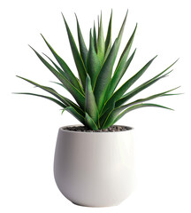 cactus plant in pot isolated on transparent background