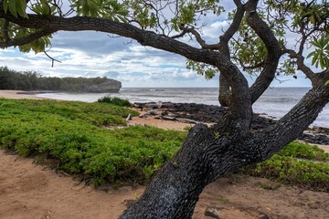 A lone kukui tree stands along Shipwreck beach and the Pacific Ocean in Koloa, Hawaii, on the...