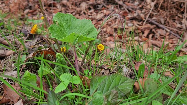 Coltsfoot in natural ambient, leaves growth (Tussilago farfara) - (4K)