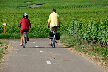 Beaune, Cote de Beaune, Cote d'Or, Burgundy, France, Europe - recreational cycling in vineyards is...