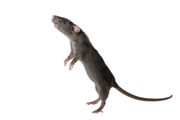 Black decorative rat isolated on a white background. Mouse for cutting and copying. Photo of a...