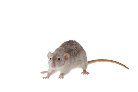 Gray rat isolated on a white background. Mouse for cutting and copying. Photo of a rodent for the inscription and title