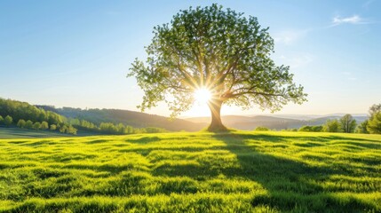Majestic green oak tree in sunlight on meadow under clear blue sky, serene natural scene