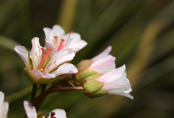 淡紅色のグラデーションが美しいナガバユキノシタの花たち（自然光＋ストロボ、マクロ接写撮影）
