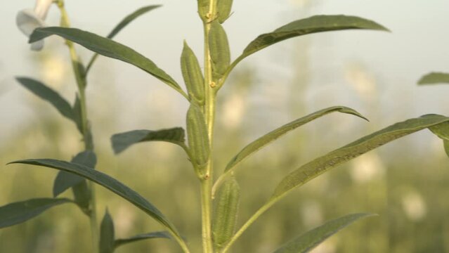 Cinematic focus shot of Sesame Seed Plant Growing In The Field, Teel Seed, Til Seed Plant, Ayurvedic oil herb