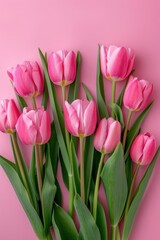 Fototapeta premium Beautiful pink tulips on pink background, flat lay. Greeting card with beautiful tulips on Mother's Day.