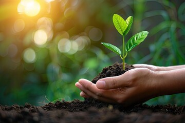 A single hand holds a small sapling with delicate care, illuminated by the soft, dappled light of the sun, conveying a message of growth and environmental stewardship..