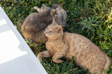 A ginger cat relaxes in the green grass, with another cat grooming in the background.