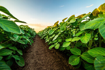 Low angle view of a lush soybean field under a colorful sunset sky