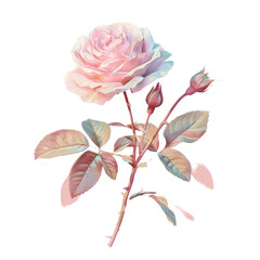 Pink rose with green leaves on Transparent Background