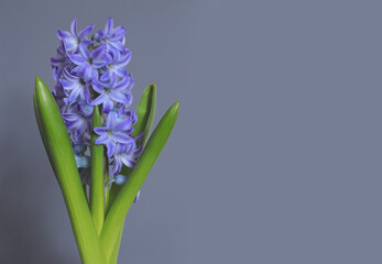 Spring blue hyacinth flower isolated on gray background with shadow and copy space