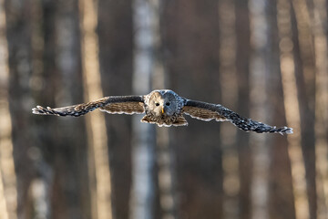 Ural owl in flight at sunset with forest background - 777063319