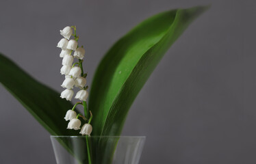 Spring lily of the valley flower with leaves in a glass vase on  gray background