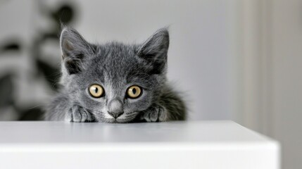 Grey kitten with striking yellow eyes peeking curiously over a white surface.