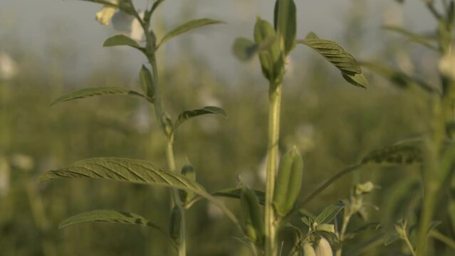 Sesame plants with flowers in a field ,cinematic focus shot