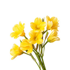 yellow freesia flower isolated on transparent background