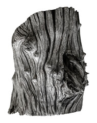 Tree stump PNG