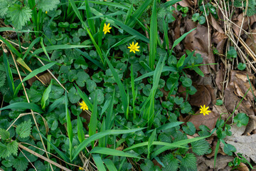 Scharbockskraut im Laubwald