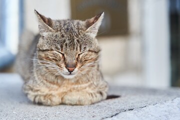 street gray cat sleeps on the steps in Herceg Novi. High quality photo - obrazy, fototapety, plakaty