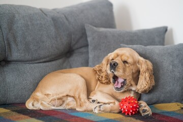 Dog yaws on the sofa. American Cocker Spaniel sleeps on the sofa. High-quality photo